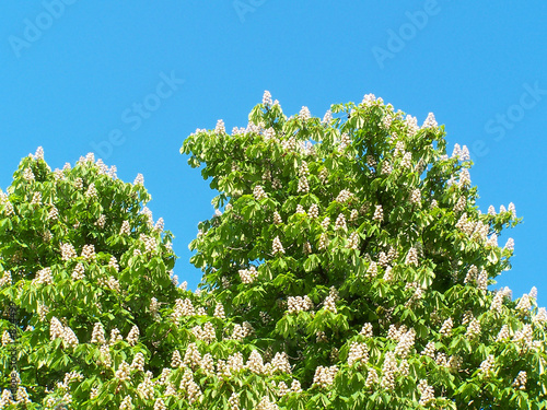chestnut