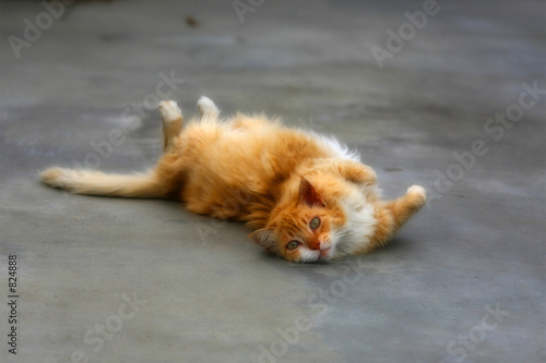 calico yellow cat lying on back