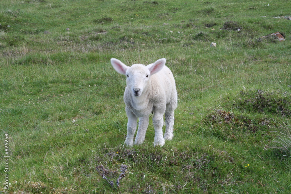 lamb isle of skye, scotland