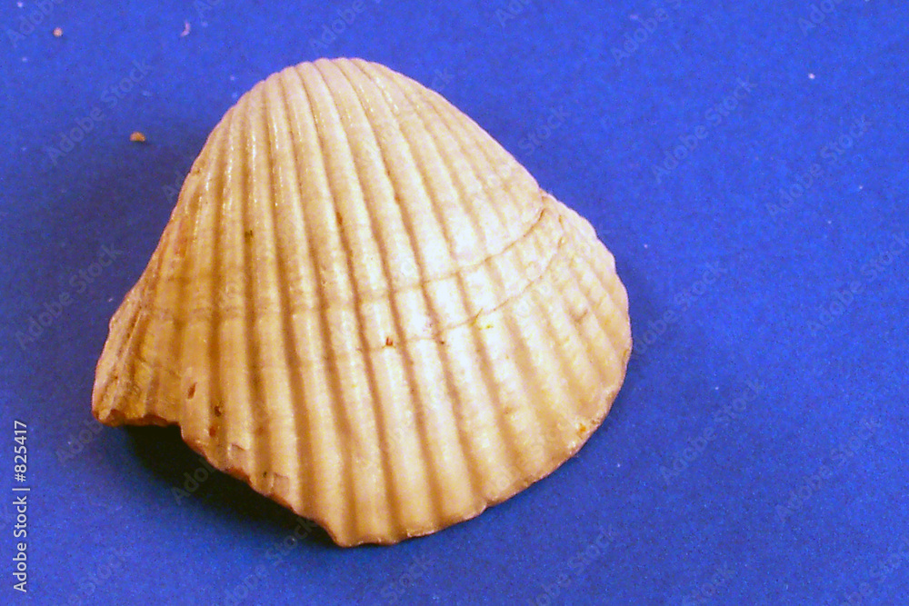 a lonely broken seashell a lonely broken seashell