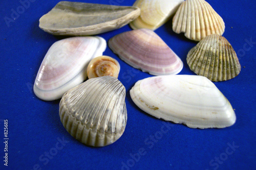 nine shells
