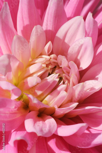 flower close-up