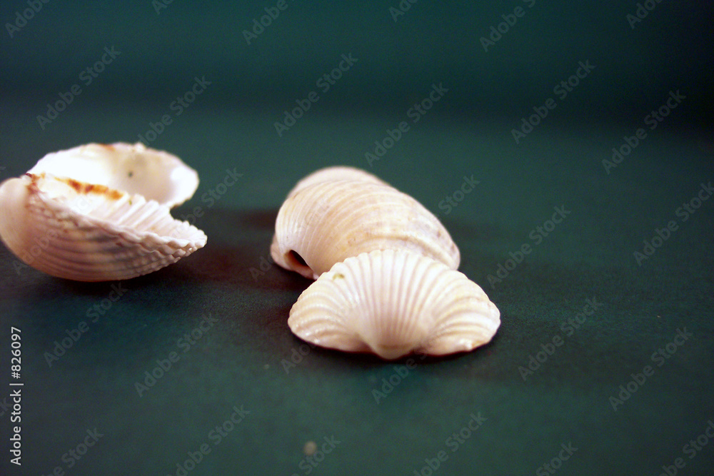 four shells