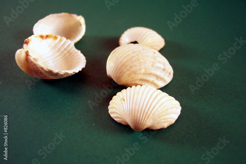 five white seashells on green