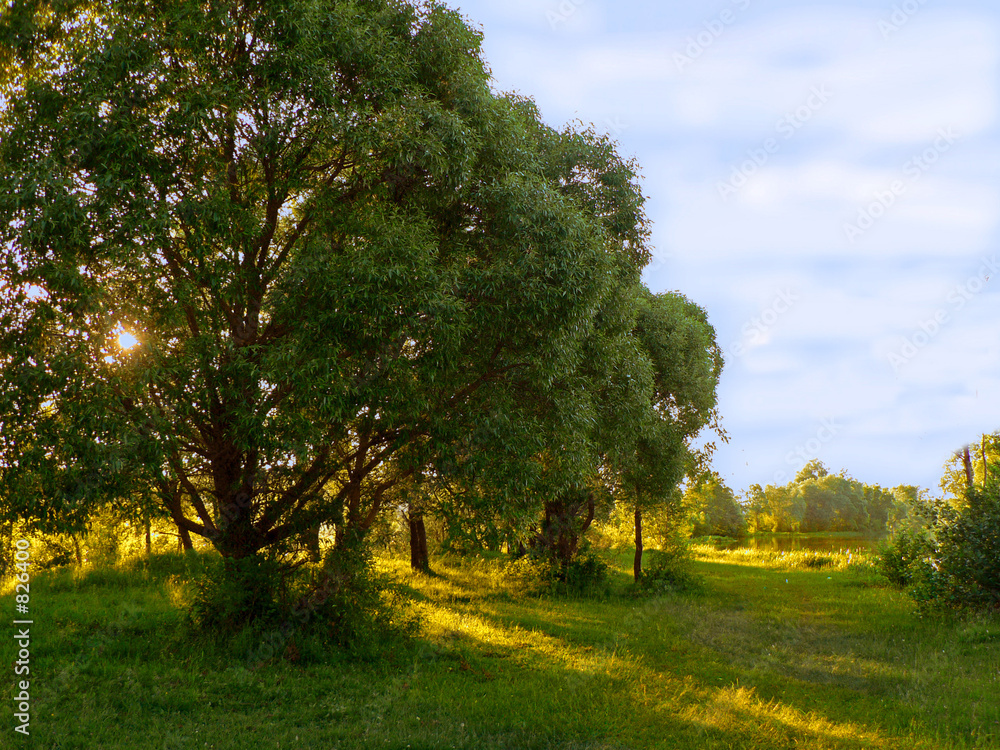 Fototapeta premium tree