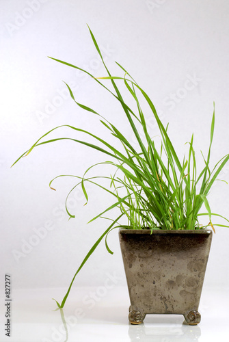 grass in a pot