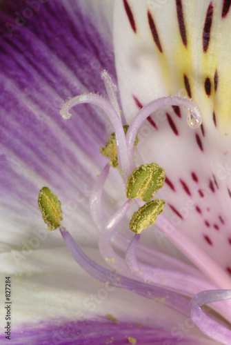 peruvian lilly