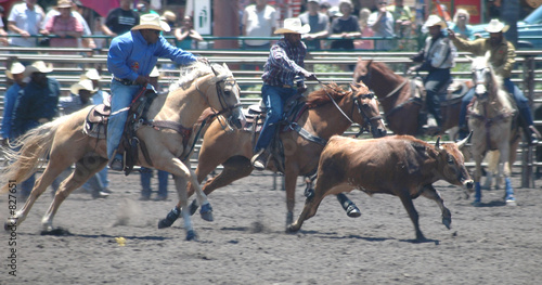 steer wrestlers