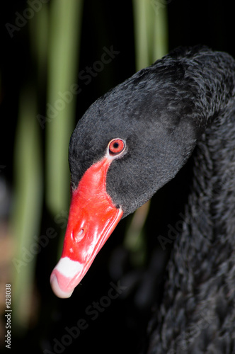 black swan closeup