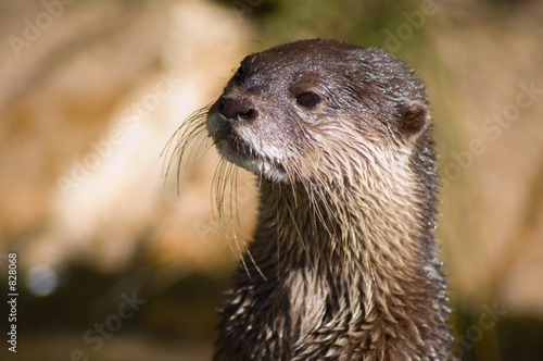 otter closeup