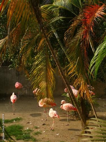 flamingo birds