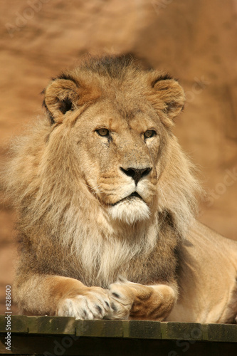 lion posing