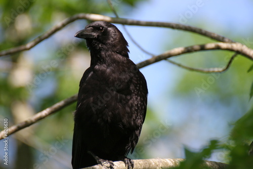 crow