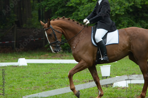 beautiful horse