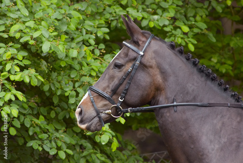 beautiful horse