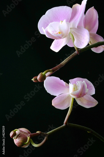 Orchidee