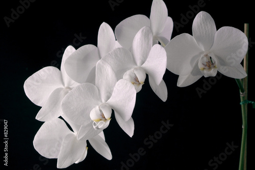 Orchidee