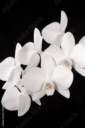 Orchidee
