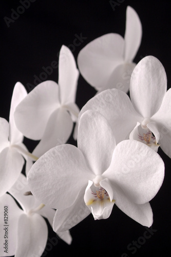 Orchidee