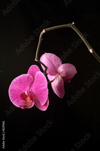 Orchidee