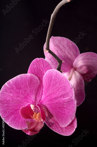 Orchidee