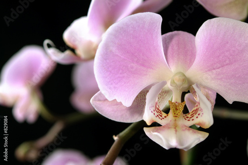 orchid