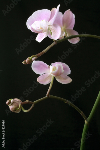 orchidee