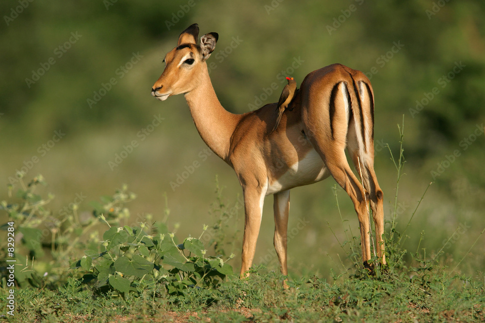 impala antelope impala antelope