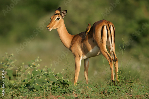 impala antelope photo