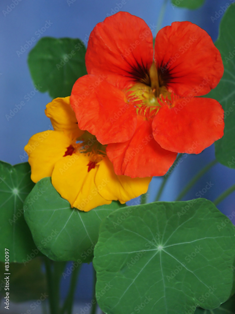 nasturtium-indian cress nasturtium-indian cress