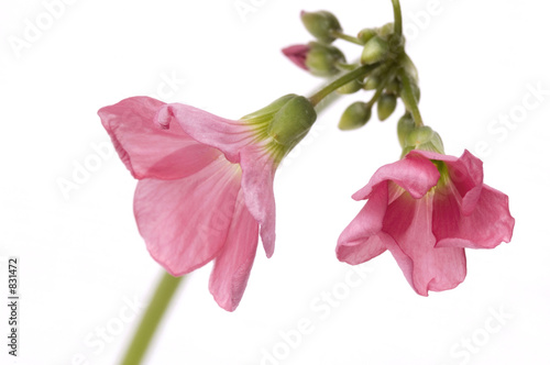 Fototapeta Naklejka Na Ścianę i Meble -  pink clover