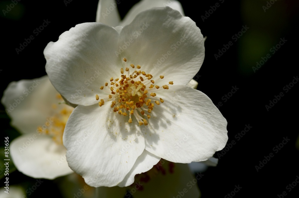 jasmine 7 jasmine 7