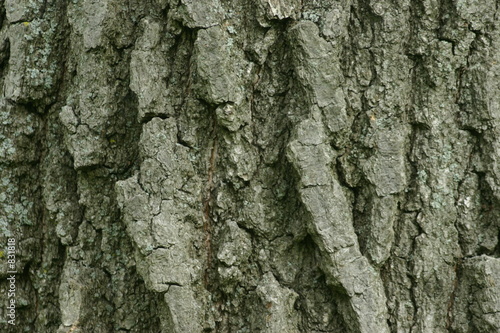 Fototapeta Naklejka Na Ścianę i Meble -  tree bark abstract