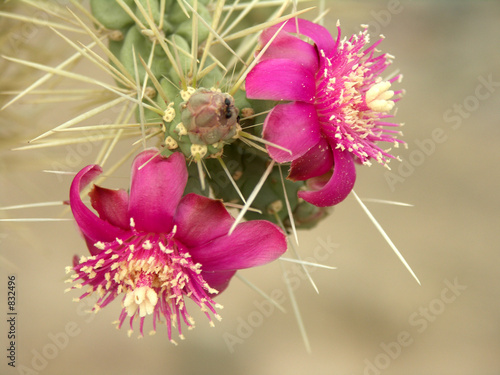 arizona cholla cactus blossoms photo