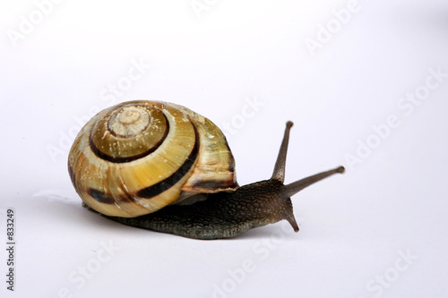 snail composition