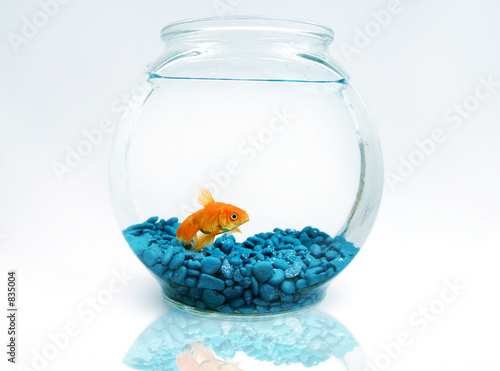 Schilderij op canvas goldfish