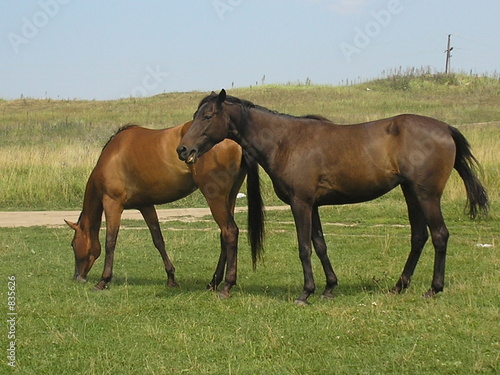 two horses © Sergey Nikolaev