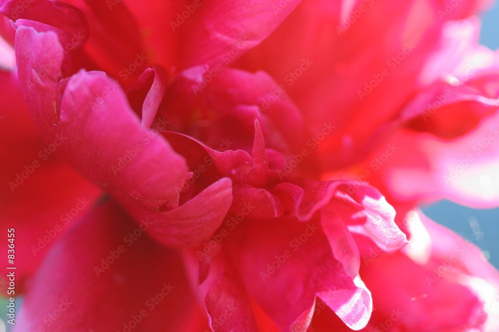 pink peony pink peony