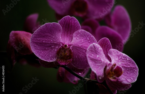 dewy orchid