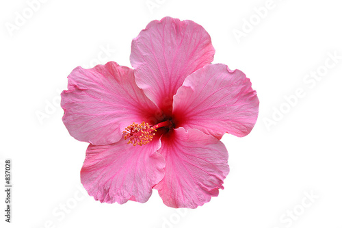 hibiskusblüte rosa photo