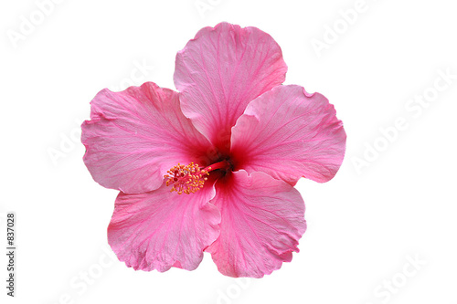 hibiskusblüte rosa