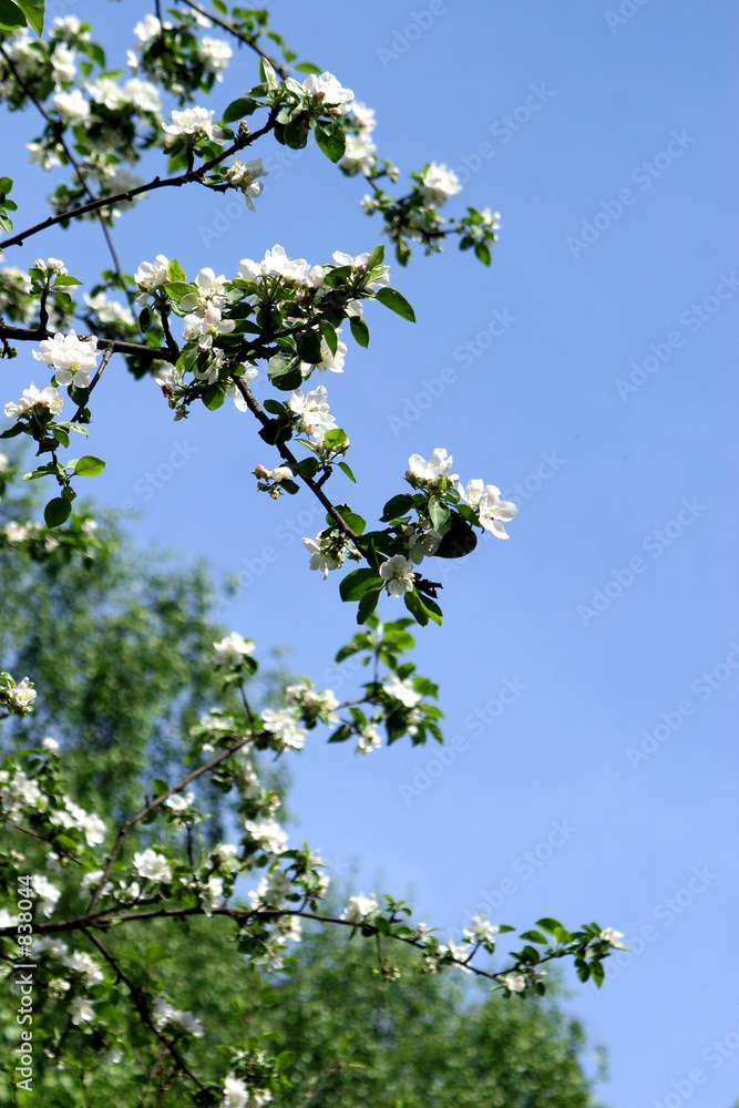 flowering of an apple-tree.