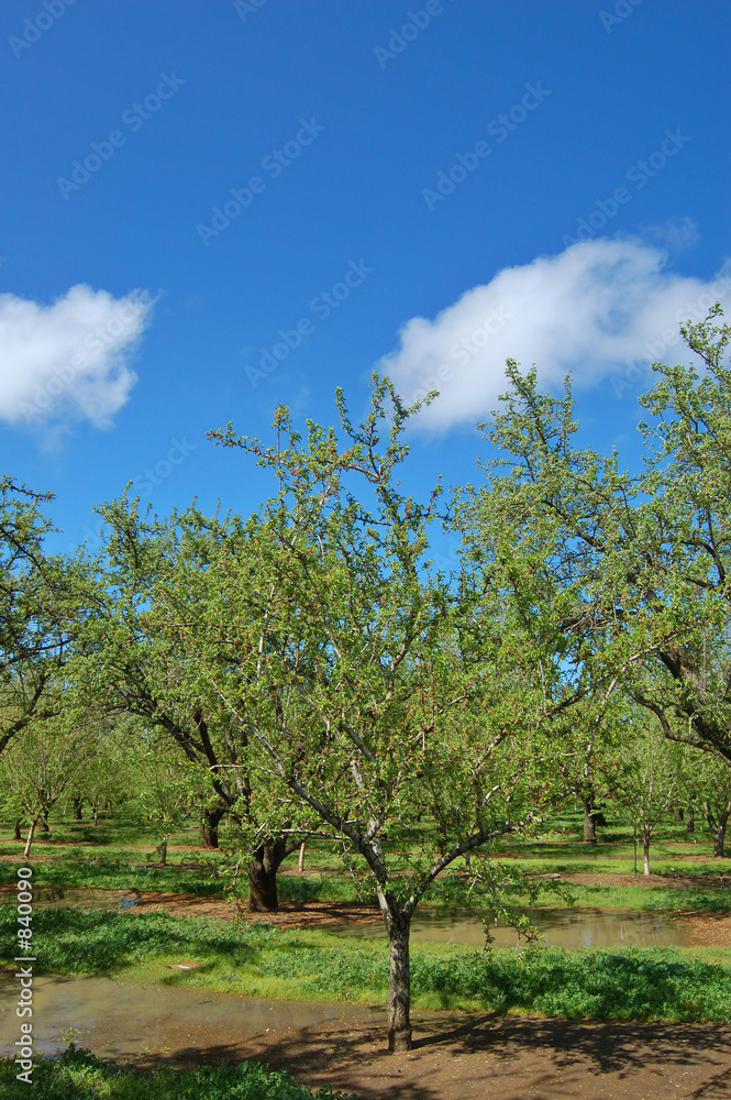 orchard in springtime orchard in springtime
