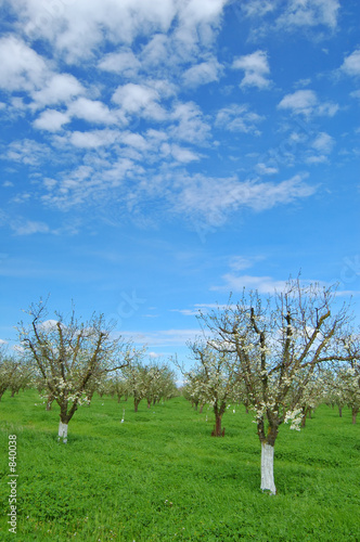orchard in springtime