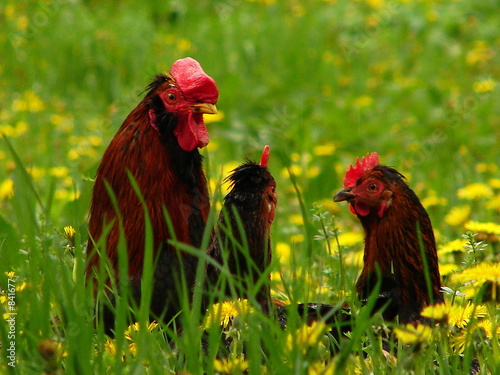 leader on farm photo