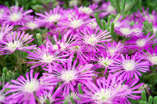 purple flowers © Murat BAYSAN