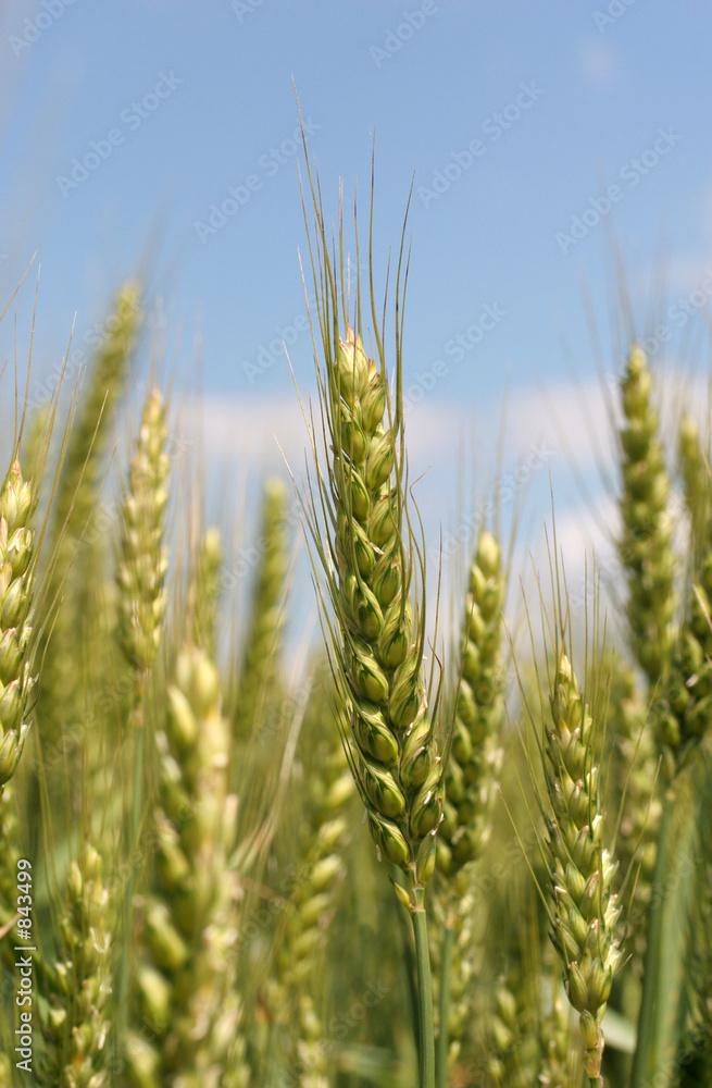 green wheat stalk green wheat stalk
