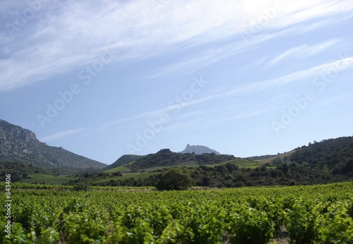 vue des vignobles audois