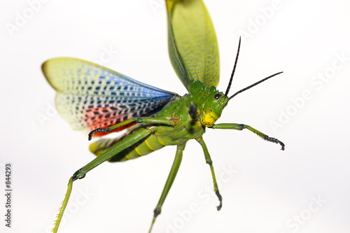 green scary bug