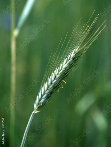 rye-1